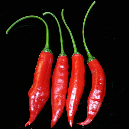 200seeds Giant Red Spices Spicy Chili Pepper 200 semillas Long guindilla 