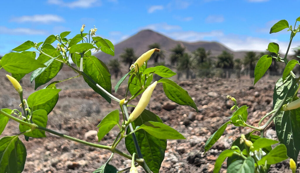 semillas_deSemillas.de Produktion auf Lanzarote Semillas.de Produktion auf Lanzarote